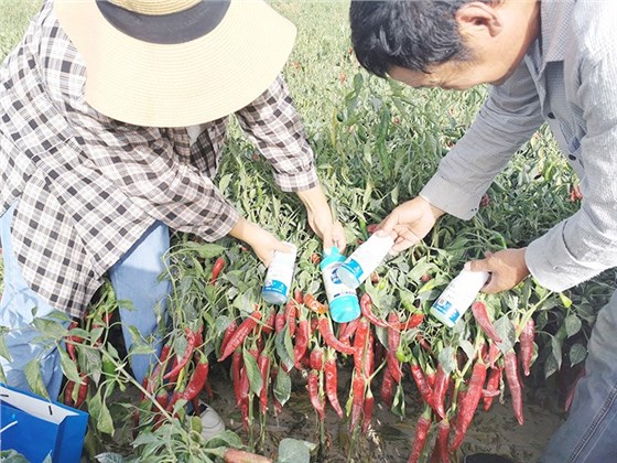 进口水溶肥哪个牌子好？