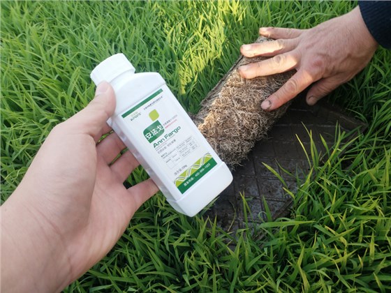除草剂安全防控剂-水稻苗用安法戈效果.png
