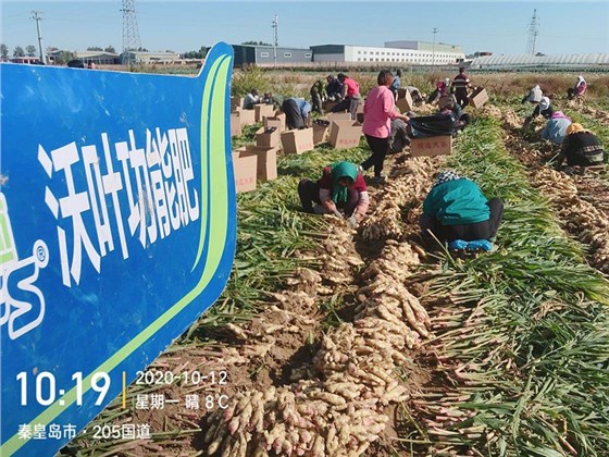 水溶肥-大姜用沃叶水溶肥效果.jpg