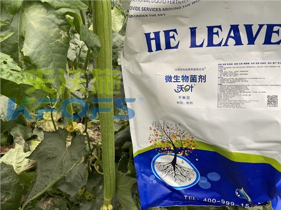 微生物菌剂-丝瓜用沃叶微生物菌剂效果.jpg