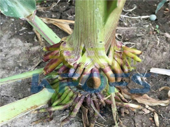 叶面肥-玉米用沃叶叶面肥效果1.png
