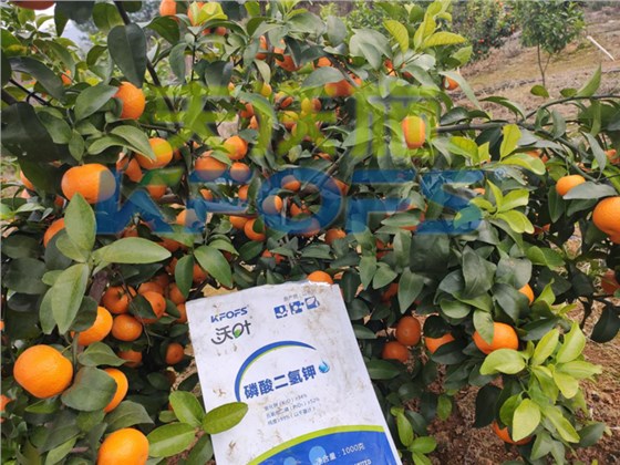 水溶肥-砂糖橘使用沃叶水溶肥效果.png