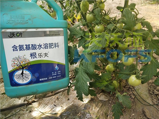 水溶肥-小番茄使用沃叶水溶肥效果.png