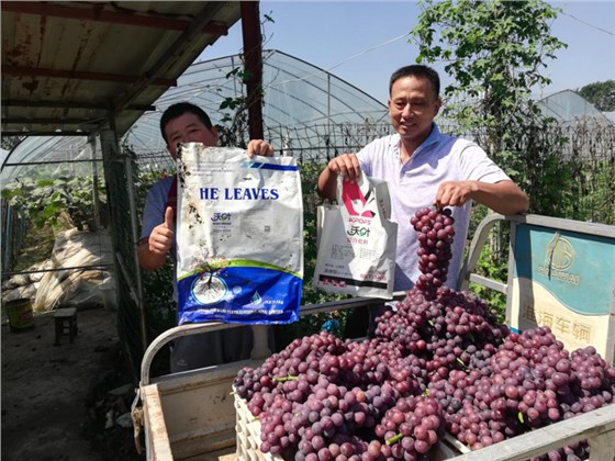 水溶肥-葡萄用沃叶菌剂大量元素水溶肥效果.png