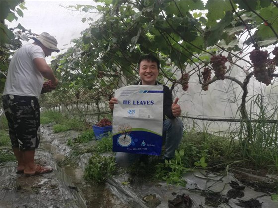 微生物菌剂-葡萄用沃叶微生物菌剂效果.png