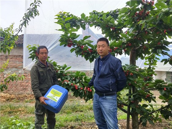 水溶肥-樱桃用沃叶流体肥效果.jpg