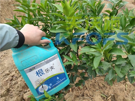 生根剂-沃柑使用沃叶根乐夫效果.jpg