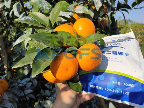 磷酸二氢钾-柑橘使用沃叶磷酸二氢钾效果.png