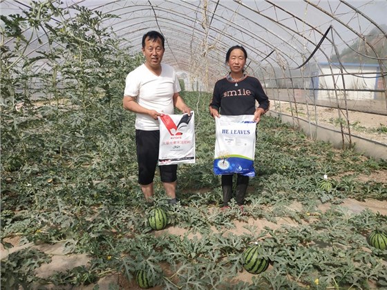 大量元素水溶肥-西瓜用沃叶大量元素水溶肥效果1.jpg