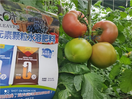 西红柿果实膨大快用什么肥料-沃叶高钾颗粒水溶肥.png