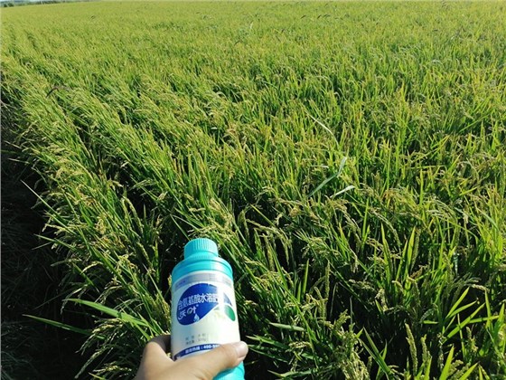 氨基酸水溶肥-水稻用沃叶氨基酸水溶肥效果1.jpg