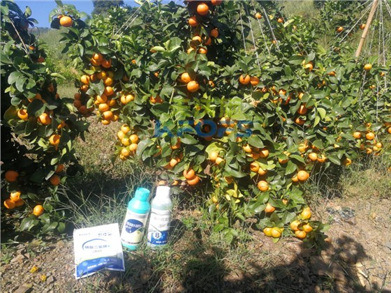 柑橘春季什么时候施肥比较好-沃叶叶面肥.png
