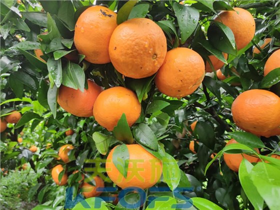 柑橘壮果肥什么时候施好-沃叶水溶肥.png