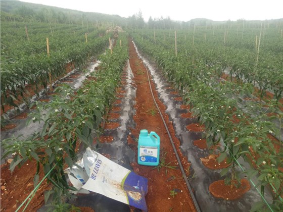 水溶肥-辣椒用沃叶根乐夫+微生物菌剂效果.png