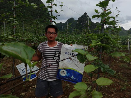 水溶肥-百香果用沃叶磷酸二氢钾+菌剂效果.png