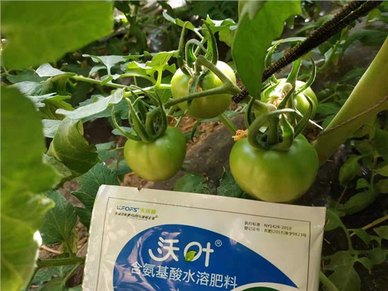 叶面肥-番茄用沃叶叶面肥效果.png