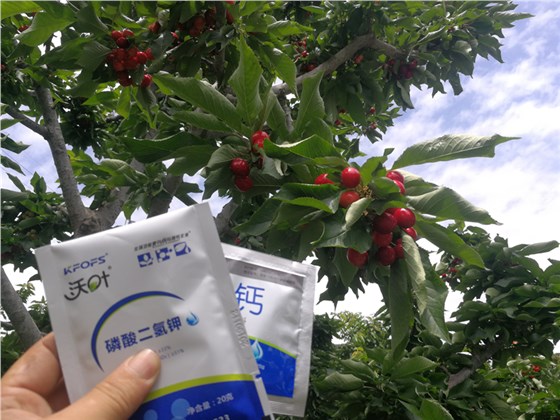 叶面肥-樱桃用沃叶磷酸二氢钾钙肥效果.png
