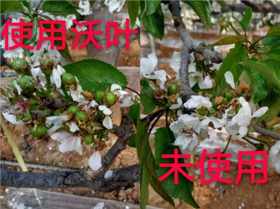 叶面肥-樱桃用沃叶与未用沃叶对比图.png