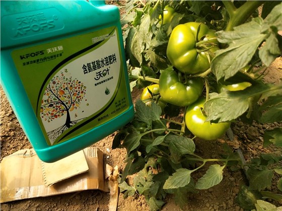 水溶肥-番茄用沃叶水溶肥效果1.jpg