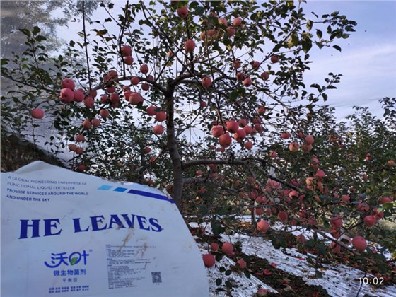 微生物菌剂-苹果用沃叶微生物菌剂效果1.png