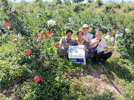 颗粒水溶肥-石榴用沃叶颗粒水溶肥效果.jpg