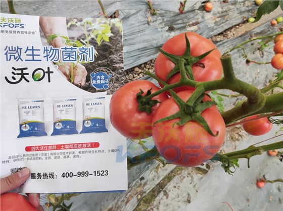 番茄早春管理办法-沃叶微生物菌剂.png