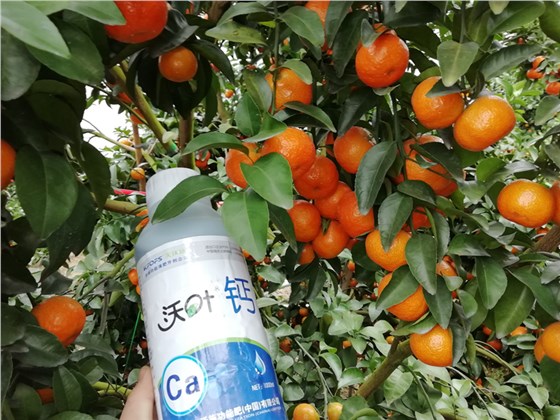 水溶肥-柑橘用沃叶钙肥效果.png