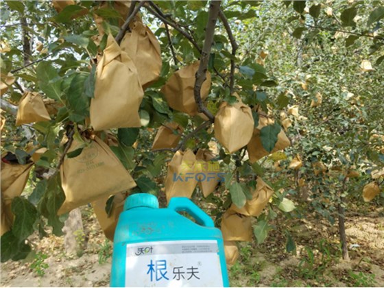 生根剂-果树施用沃叶生根剂效果1.png