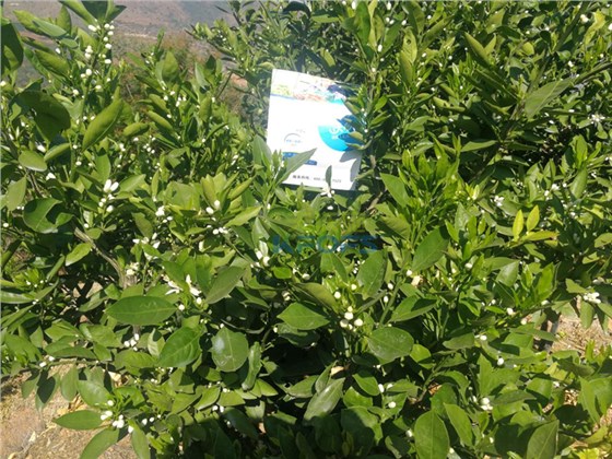 果树春季施肥最佳时间-沃叶磷酸二氢钾柑橘.png