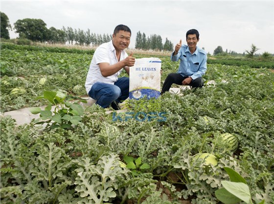 微生物菌剂-西瓜用沃叶微生物菌剂效果.png