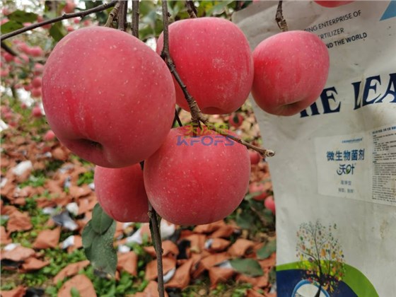 如何施肥让果实快速膨大-沃叶菌剂苹果.png
