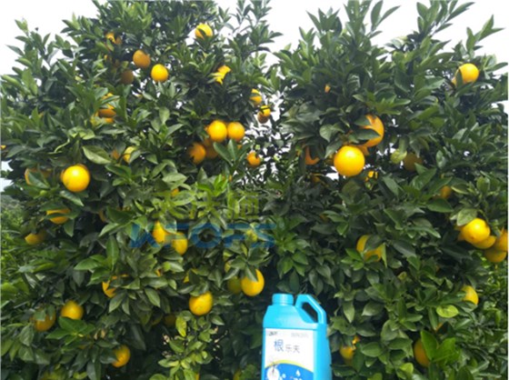 如何正确的施用生根剂-沃叶柑橘.png