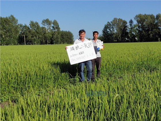 水稻喷施哪种磷酸二氢钾好-沃叶磷酸二氢钾.png