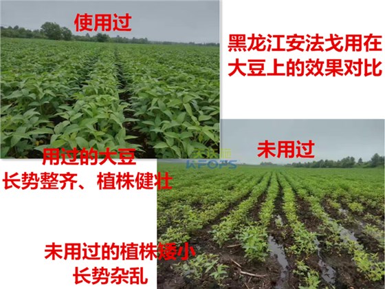 除草剂什么时候打好.png