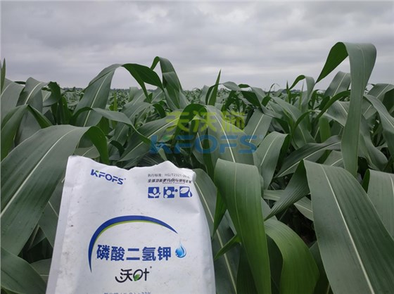 玉米叶面肥哪个品牌好-沃叶磷酸二氢钾.png