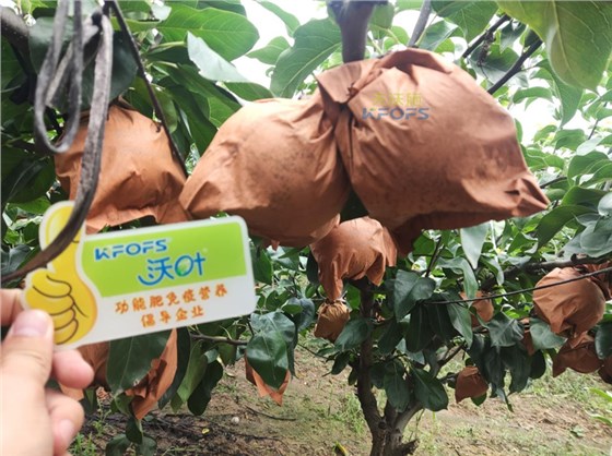 梨树用什么肥料产量高-沃叶水溶肥1_副本.png