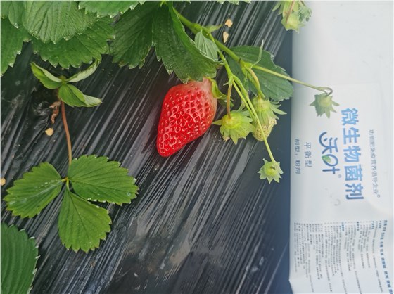 免疫营养-草莓用沃叶效果.jpg
