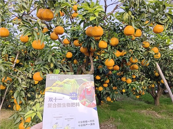 柑橘春季施肥技术与时间-双十一柑橘效果.jpg