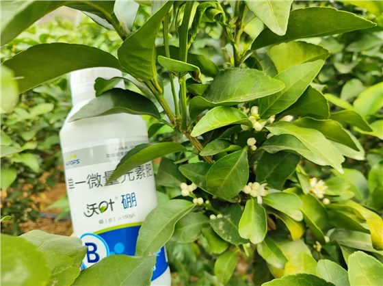 水溶肥-杨师的柑橘用沃叶硼肥花芽数量多.png