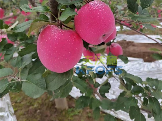 苹果树用什么肥料好-苹果用夫沃施产品效果.png