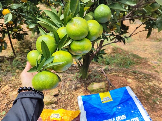 柑橘树什么时候施肥最好-沃叶水溶肥1.png