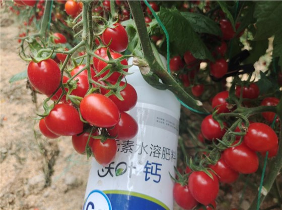 钙肥有哪些-番茄用沃叶钙肥效果.png