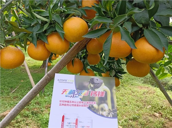 调节土壤酸碱度的肥料-柑橘用无畸久彩钙镁效果.png