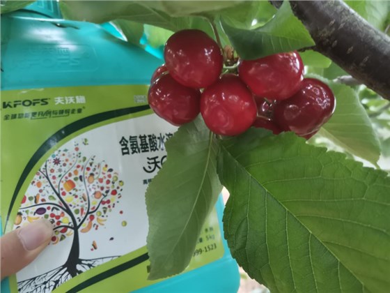 樱桃树春季施肥方法与时间-樱桃用沃叶流体肥效果.png