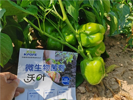  种辣椒用什么肥料比较好-辣椒用沃叶菌剂效果.png