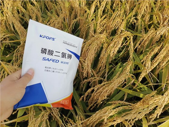 磷酸二氢钾-水稻用采法特磷酸二氢钾籽粒饱满.bmp