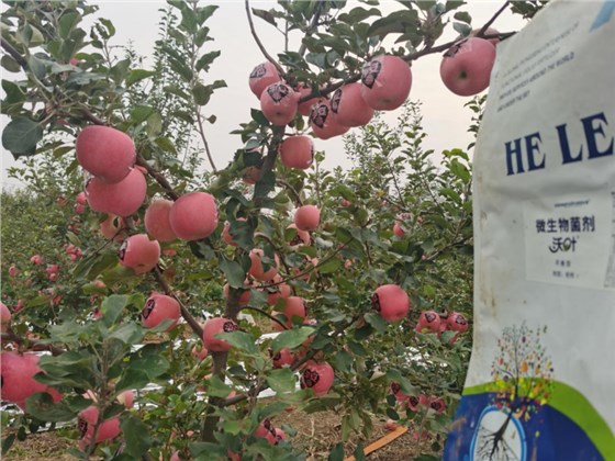 苹果花叶病毒病怎么治-沃叶微生物菌剂.png