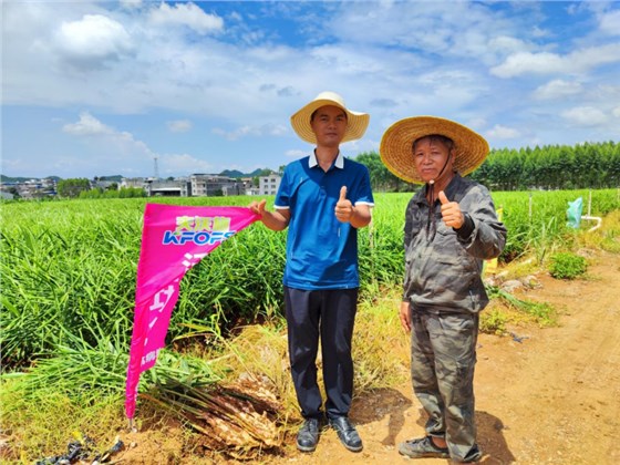 鱼蛋白水溶肥-广西大姜用户见证.png