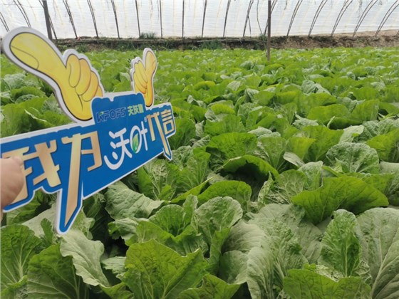 微生物菌剂-白菜用沃叶效果.png