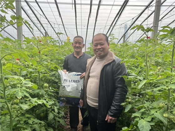 西红柿怎么施肥-沃叶用户见证.png